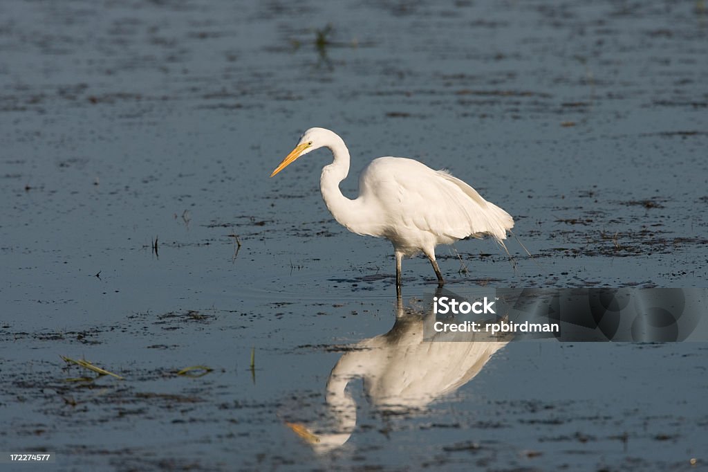 Wielki Egret - Zbiór zdjęć royalty-free (Bez ludzi)