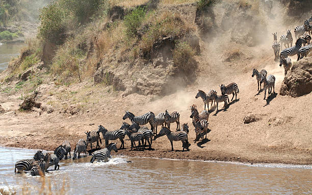 istock Don't cross now - Zebras at the Mara River, Kenya 172274600