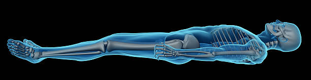 Human wrist skeletal anatomy. Medically accurate 3D illustration