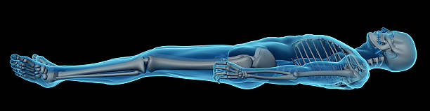 ludzkie ciało z mężczyzna z szkielet w ramach badania - body human spine human head human neck zdjęcia i obrazy z banku zdjęć