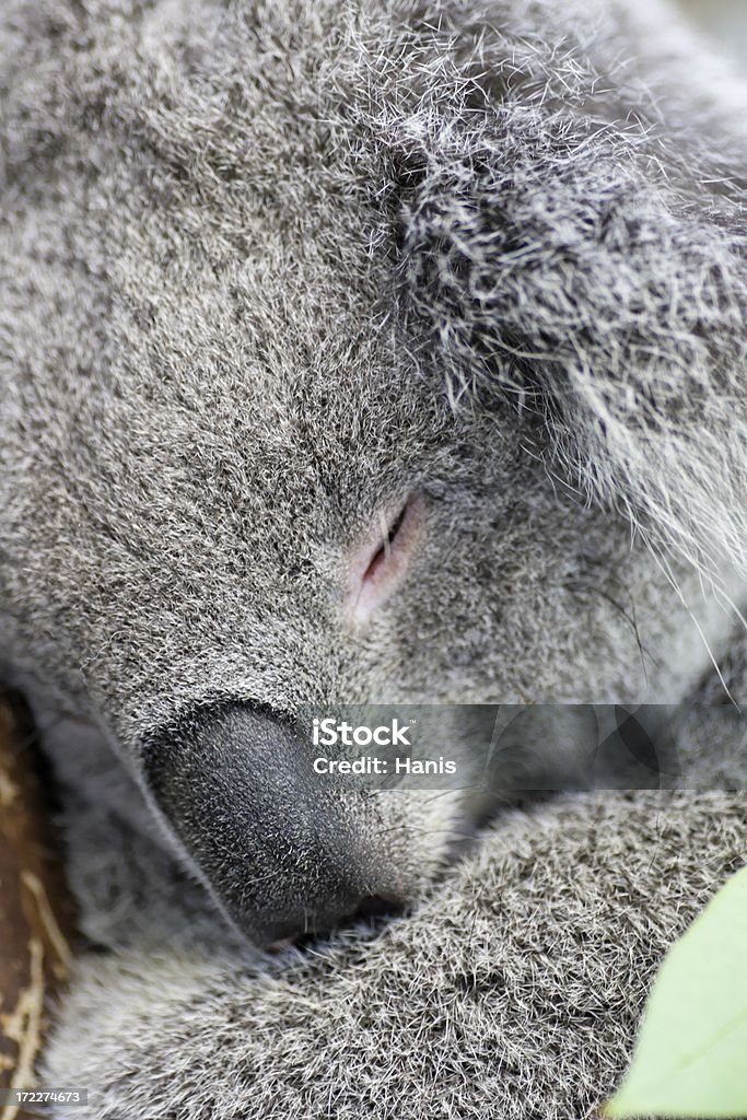 Śpiąca Koala - Zbiór zdjęć royalty-free (Australia)