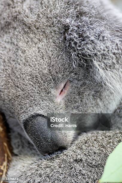 Foto de Dormir Coala e mais fotos de stock de Animal - Animal, Austrália, Cabelo Grisalho