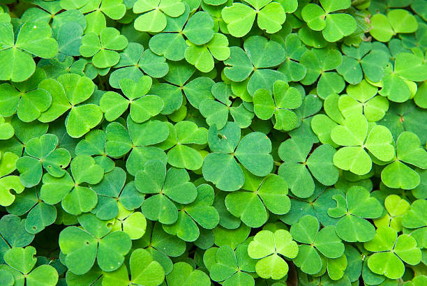 istock Flower Bed of (lucky) Clover 172274677