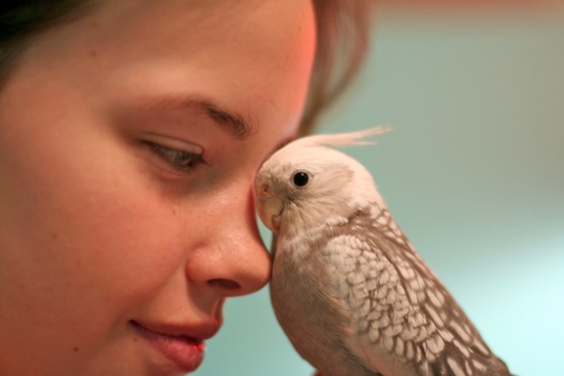 girl snuggling with cockatiel