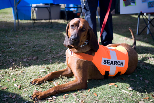 Search and Rescue Bloodhound laying down.