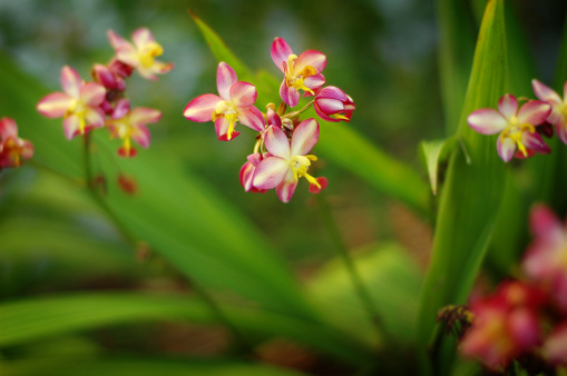 Pink and yellow blooms from a ground orchid.
