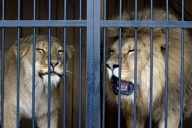 Love of lions "The lion and lioness sit in different cages. They want to be together, but people have put them in different cages." asian lion stock pictures, royalty-free photos & images