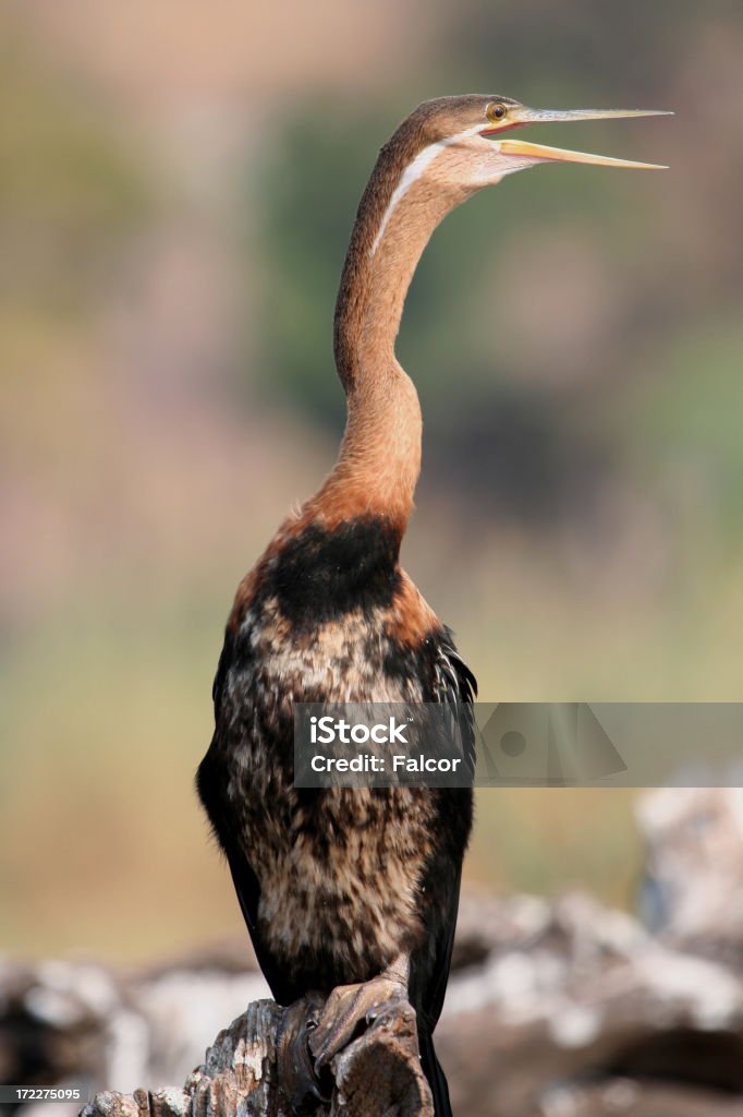 Anhinga - Photo de Afrique libre de droits