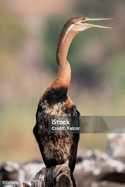 Photo libre de droit de Anhinga banque d'images et plus d'images libres de droit de Afrique - Afrique, Aile d'animal, Anhinga d'Amérique