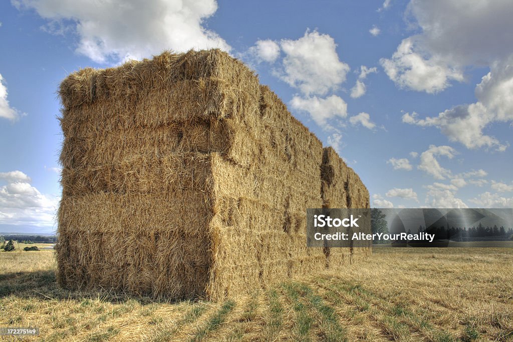 Hay en el campo - Foto de stock de Agricultura libre de derechos