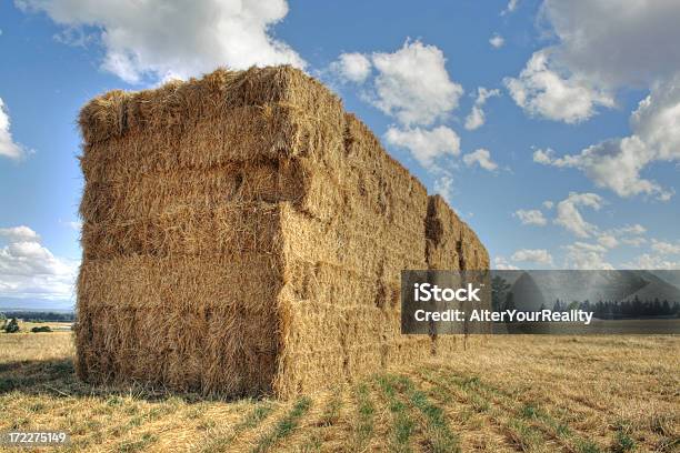 Hay En El Campo Foto de stock y más banco de imágenes de Agricultura - Agricultura, Aire libre, Ajardinado