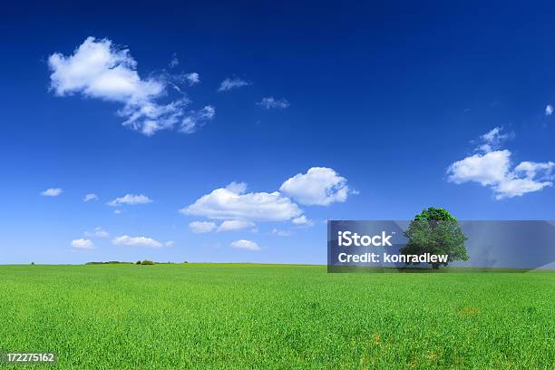 Paesaggio Verde Campo - Fotografie stock e altre immagini di Agricoltura - Agricoltura, Albero, Ambientazione esterna