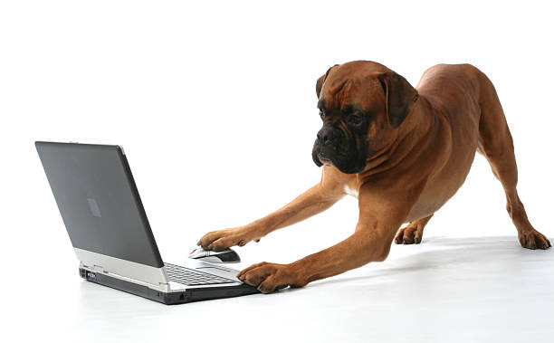 Dog almost finished doing something on the laptop More pictures of this model - check my lightboxes. boxer dog stock pictures, royalty-free photos & images