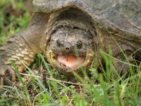 Angry Snapping Turtle getting ready to bite.