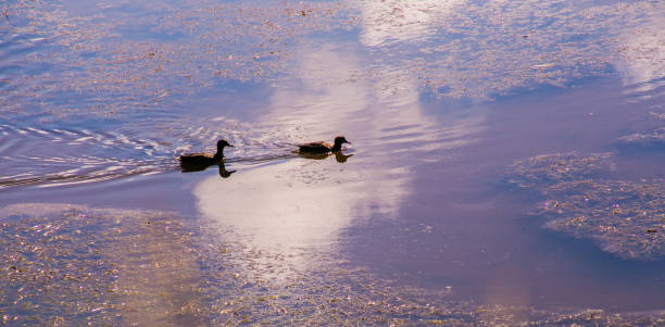 two ducks swimming in a natural open-air lake