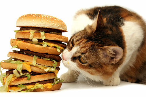 cat with sandwich