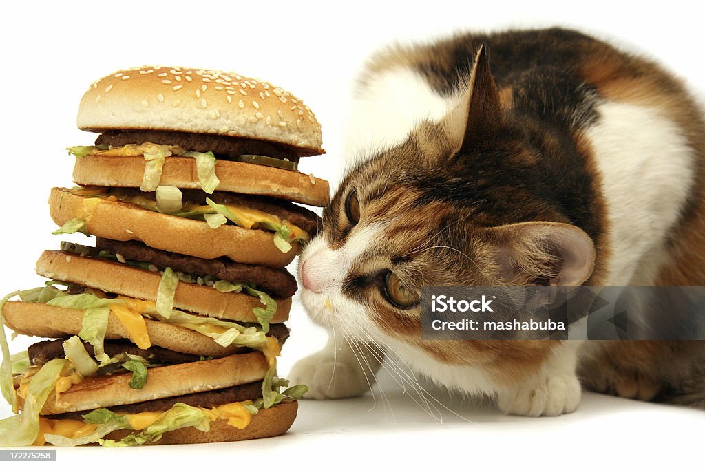 Deliciosos Jantar - Royalty-free Gato domesticado Foto de stock