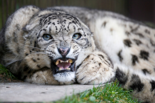 Angry male snow leopard