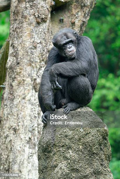 Photo libre de droit de Chimpanzé banque d'images et plus d'images libres de droit de Anthropomorphisme - Anthropomorphisme, Bonheur, Chimpanzé