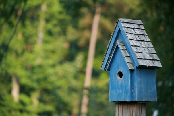 istock Bluebird House in Summer 172275348