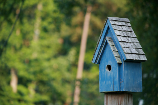 Blue colored bluebird house against green trees