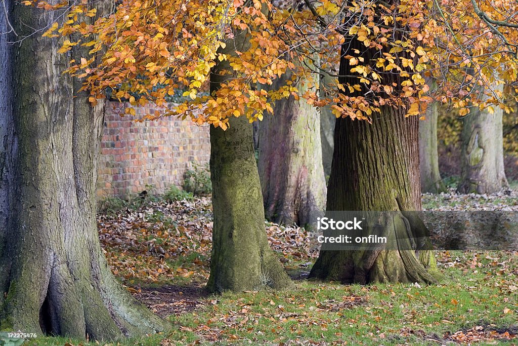 秋/秋の英国 - イギリスのロイヤリティフリーストックフォト