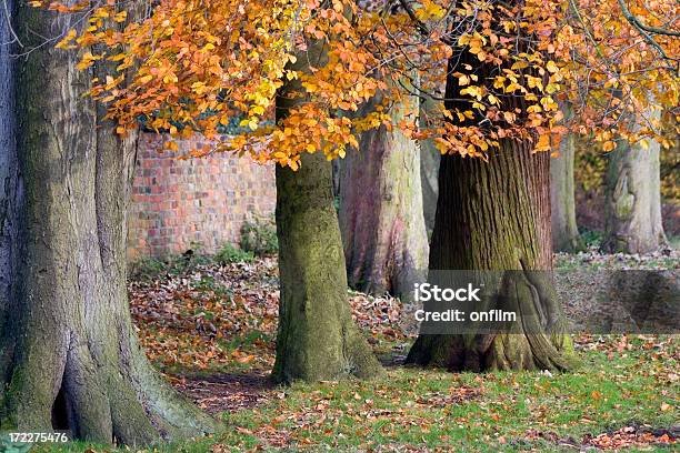 Foto de Outono Outono Na Inglaterra e mais fotos de stock de Bosque - Floresta - Bosque - Floresta, Cena Não-urbana, Cena Rural