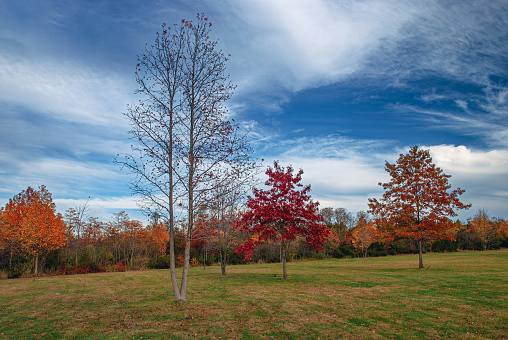 Autumn trees in this open field of Thompson Grove Park in Manalapan New Jersey.