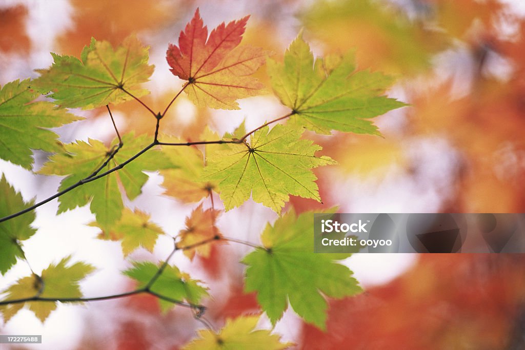 가을맞이 낙엽 - 로열티 프리 0명 스톡 사진