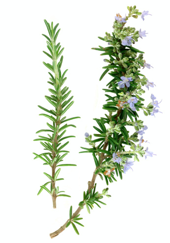 Rosemary sprigs - with and without flowers.