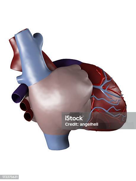 Foto de Coração Humano Para Estudo Médico e mais fotos de stock de Artéria coronária - Artéria coronária, Analisar, Anatomia