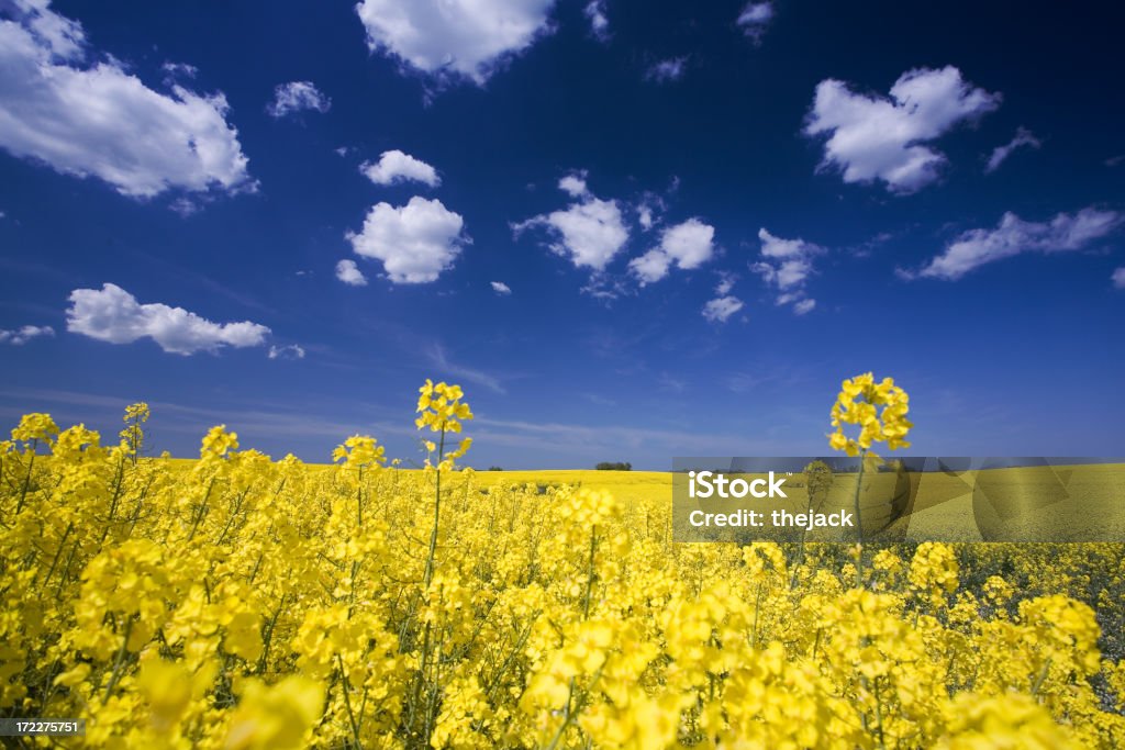 Campo de colza - Royalty-free Agricultura Foto de stock