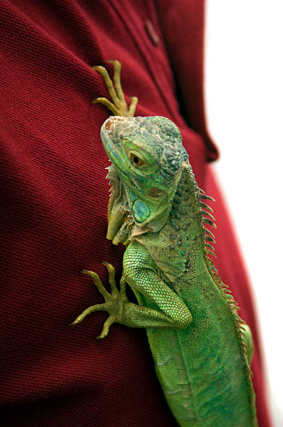 istock climbing on the shirt... 172275841