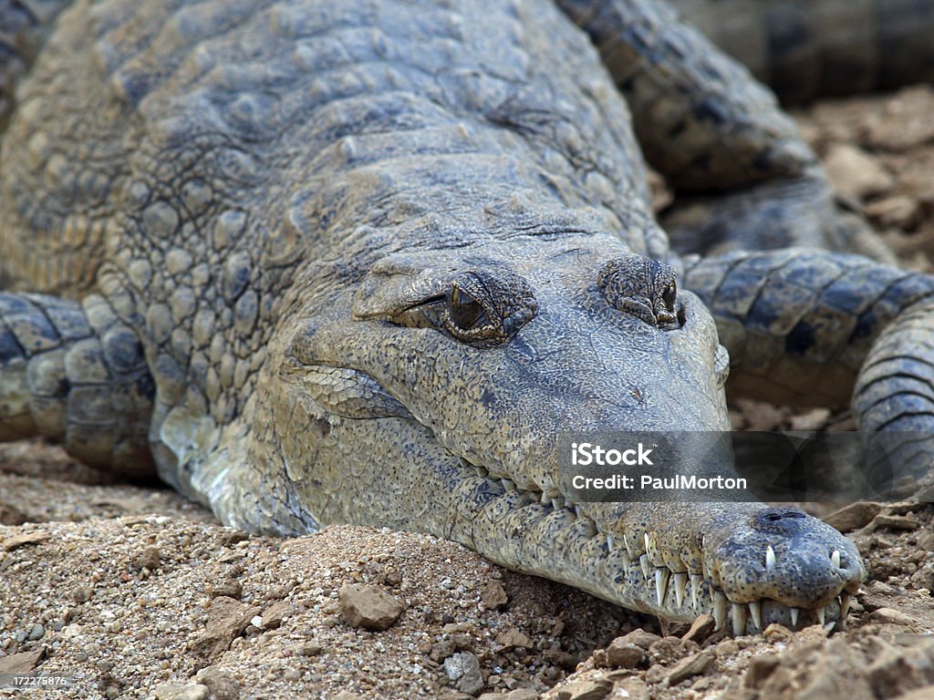 Australiano crocodilos de água doce - Foto de stock de Animais caçando royalty-free