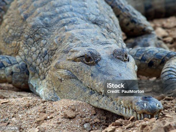 Foto de Australiano Crocodilos De Água Doce e mais fotos de stock de Animais caçando - Animais caçando, Animal, Animal selvagem