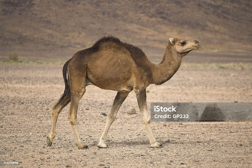 Cammello nel Sahara - Foto stock royalty-free di Africa