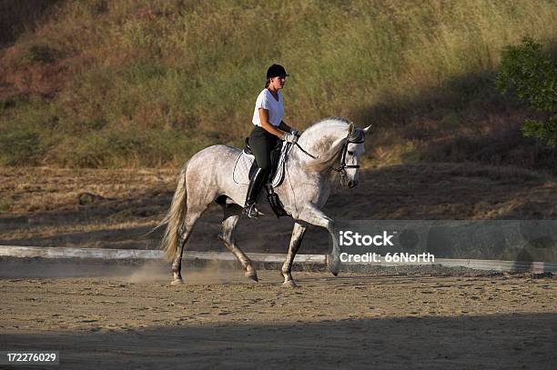 Horse Trotting Stock Photo - Download Image Now - Adult, Animal, Animal Harness
