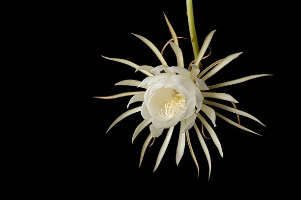 noite desabrochando cereus meio aberto - flower desert single flower cactus imagens e fotografias de stock