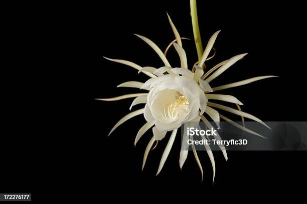 Foto de Flor Meia Noite Aberto e mais fotos de stock de Flor da Noite - Flor da Noite, Fundo preto, Cacto Orquídea