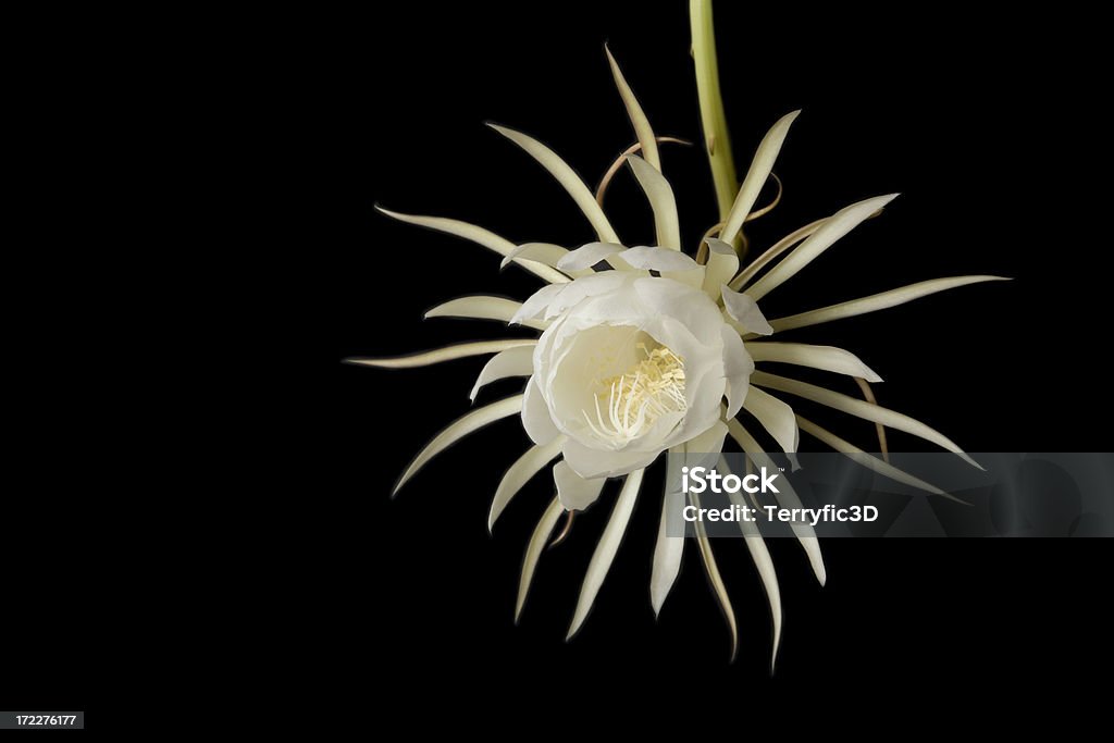 Night Blooming Cereus половины открыл - Стоковые фото Цереус роялти-фри