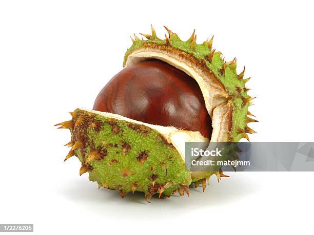 Autumn Husk Stock Photo - Download Image Now - Chestnut - Food, Cut Out, Autumn