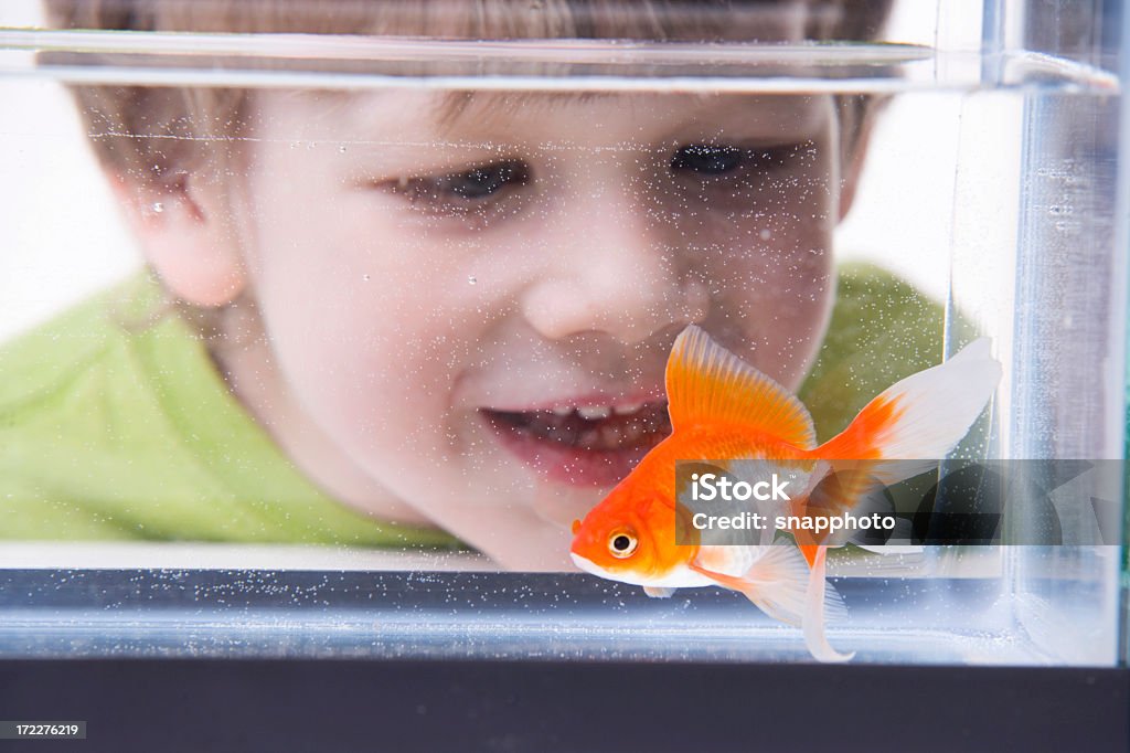 Boy talking to little goldfish a little boy looks in a his pet. Child Stock Photo