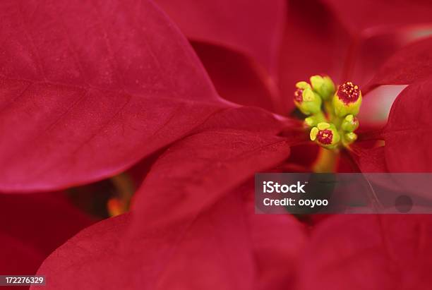 Primer Plano De La Flor De Nochebuena Foto de stock y más banco de imágenes de Celebración - Acontecimiento - Celebración - Acontecimiento, Celebración - Ocasión especial, Composición