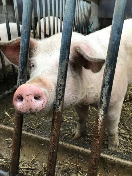istock Pig in pig breeding on an organic farm 1722763980