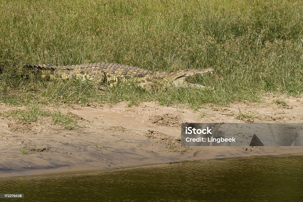 Crocodilo do Nilo margem do rio - Foto de stock de Animais de Safári royalty-free