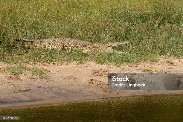 Foto de Crocodilo Do Nilo Margem Do Rio e mais fotos de stock de Animais de Safári - Animais de Safári, Animal, Animal selvagem