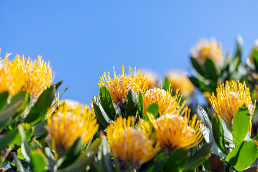 Closeup beautiful yellow King Protea flowers, background with copy space, full frame horizontal composition