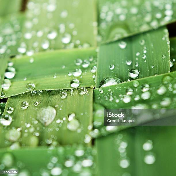 Green Stockfoto und mehr Bilder von Bildhintergrund - Bildhintergrund, Bildschärfe, Blatt - Pflanzenbestandteile