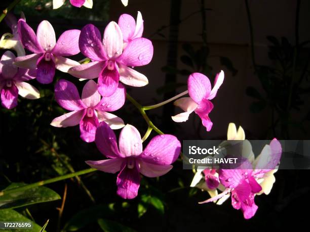 Photo libre de droit de Orchidées Roses banque d'images et plus d'images libres de droit de Beauté de la nature - Beauté de la nature, Blanc, Capitule