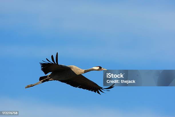 Migrazione Della Gru - Fotografie stock e altre immagini di Ala di animale - Ala di animale, Ambientazione tranquilla, Animale